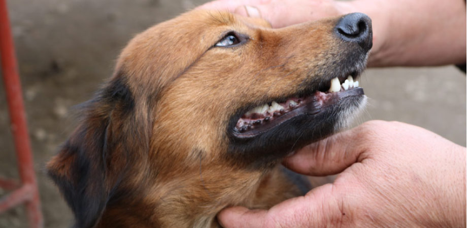 man getting ready to brush his dog's teeth